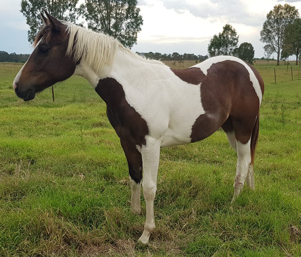 Broodmare — photo 3 of 3