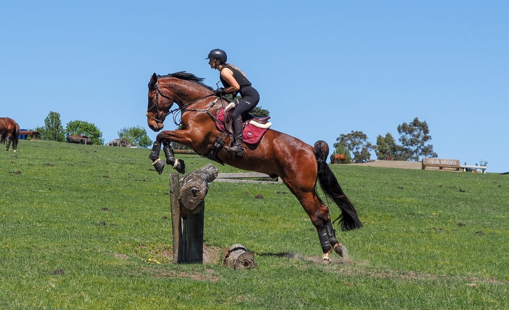 Stunning big solid warmblood for sale — photo 3 of 5
