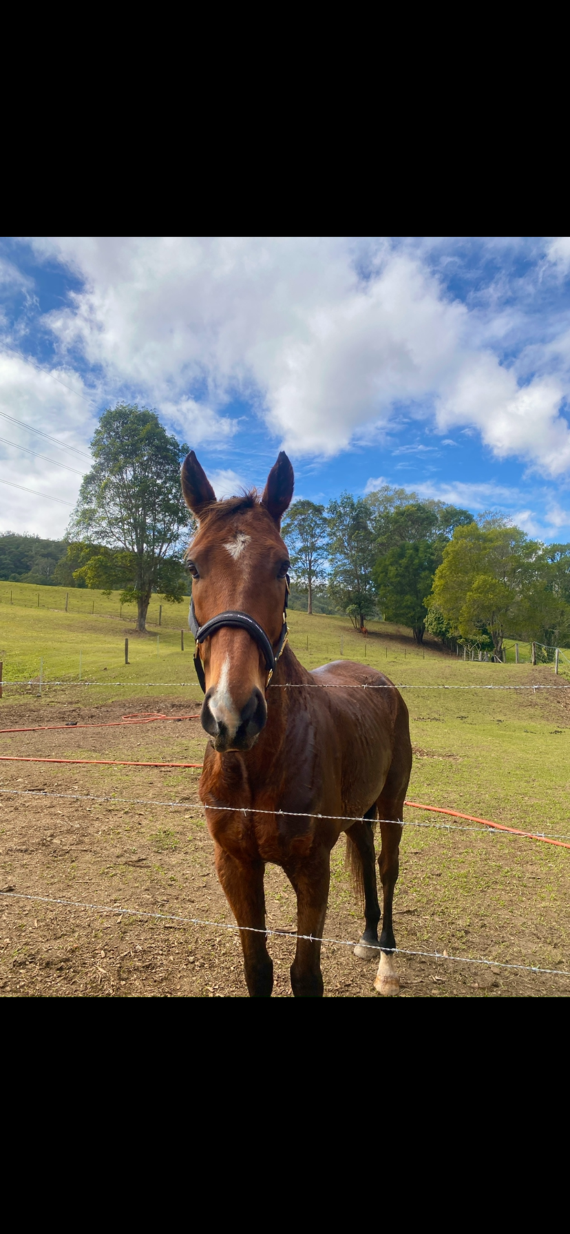 Trail Riding/Pony club Horse — photo 3 of 5