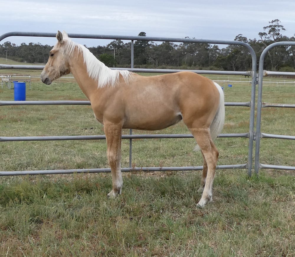 UA Gold Rock Playboy Palomino — photo 2 of 4