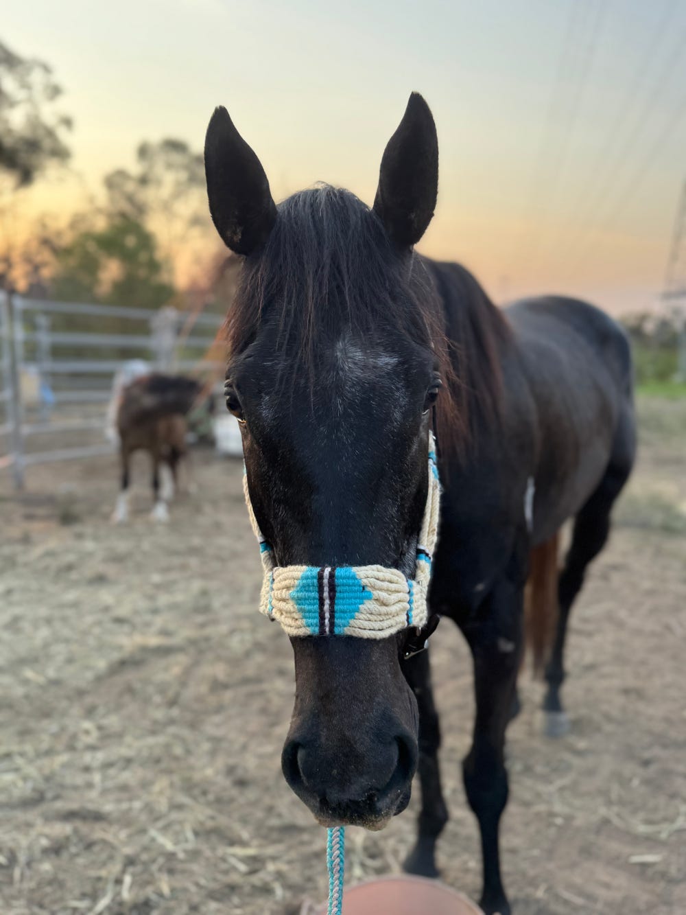 Brown grey OTT Gelding — photo 3 of 3