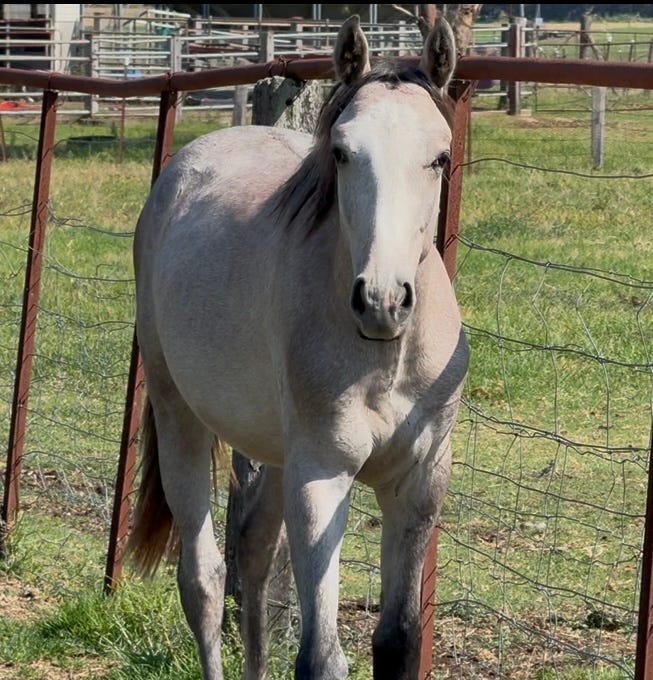 ARP x ASH Colt — photo 3 of 3