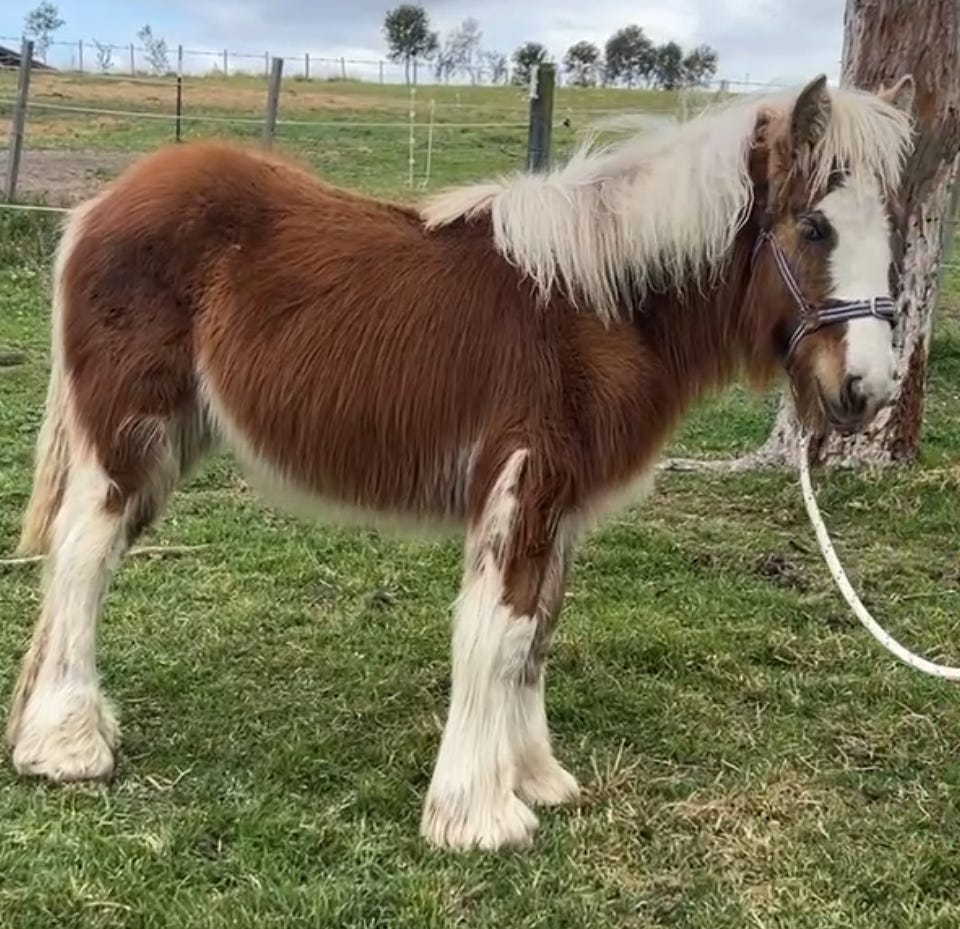 Silver Bay Gypsy Cob Colt — photo 3 of 5