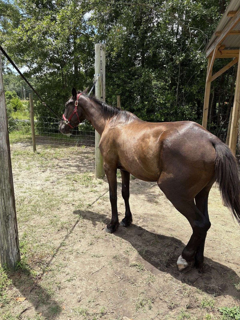Bay Friesian Gelding — photo 3 of 3