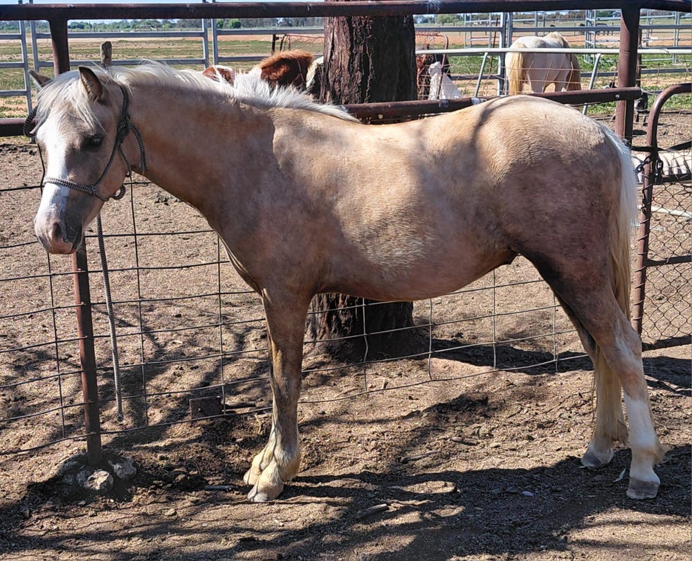 Quality welsh gelding — photo 3 of 3