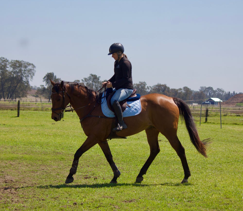 Talented And Quiet OTTB — photo 3 of 3