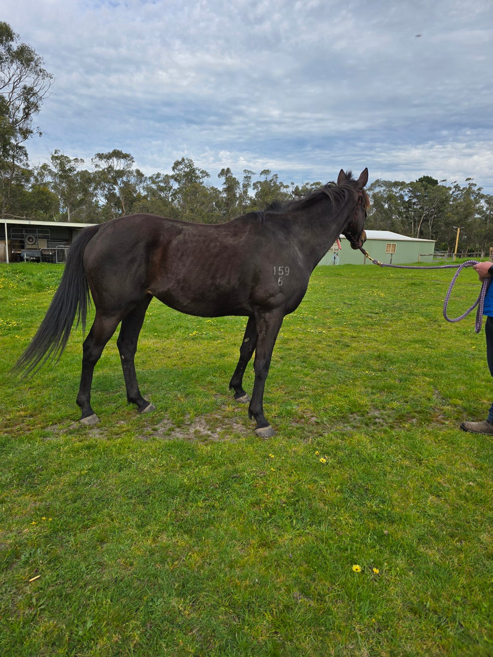 Willow - Easy keeping TB — photo 2 of 3