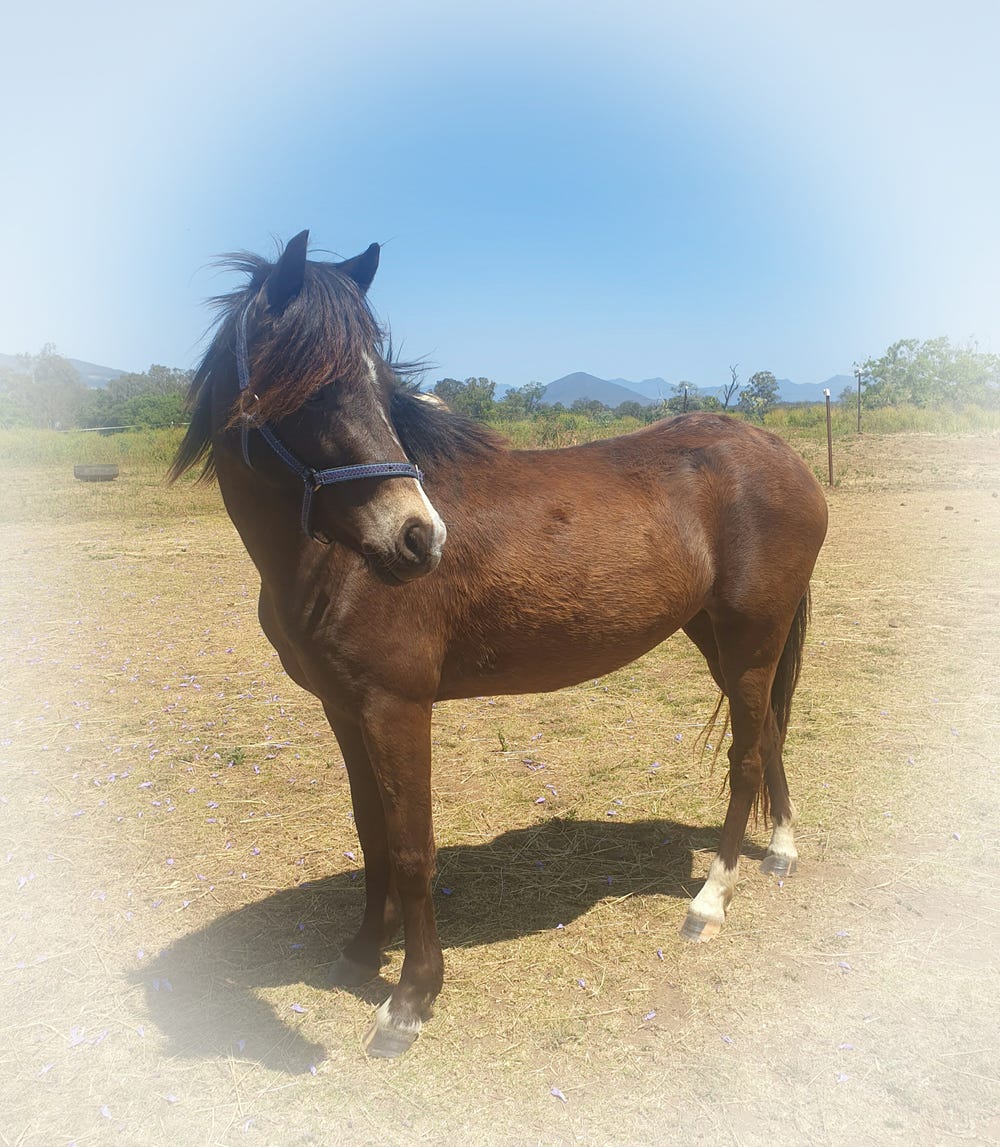 Purebred Welsh Filly — photo 3 of 3