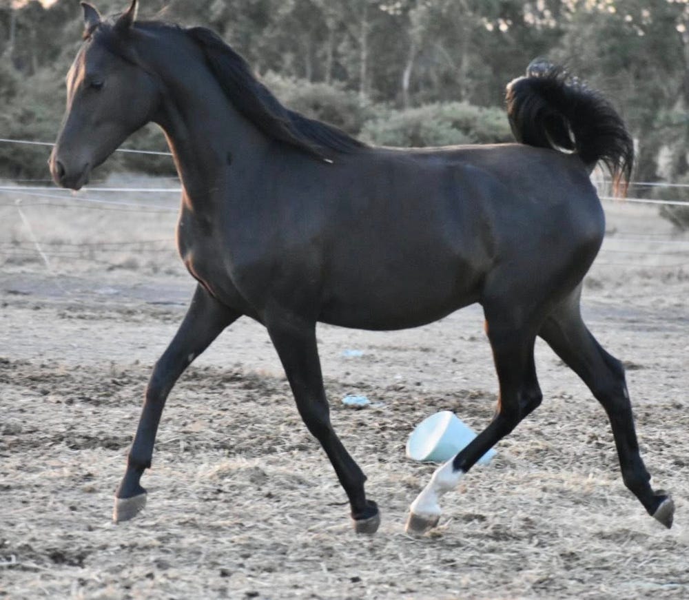 Arabian Black Gelding — photo 3 of 3