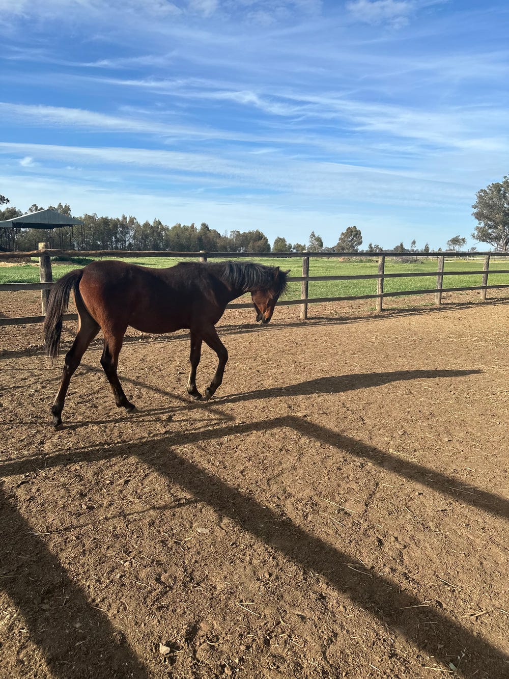 Arabian Colt — photo 3 of 3