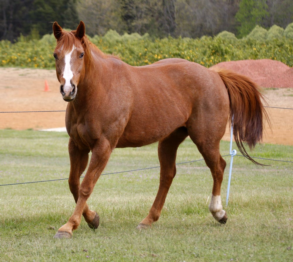 Beautifully Bred QH Broodmare — photo 3 of 3
