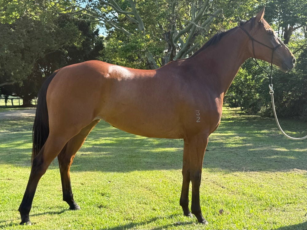 Talented Young Horse — photo 2 of 3
