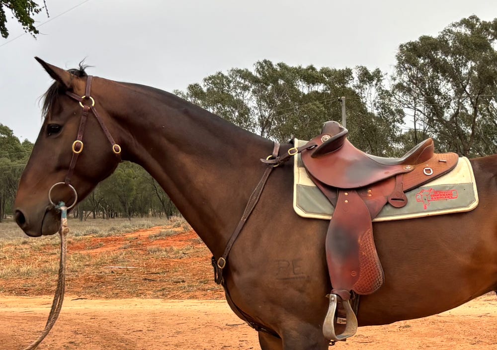 Well bred ASH gelding