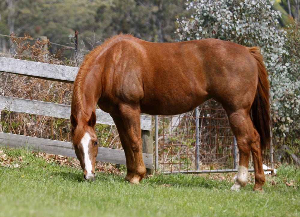 Beautifully Bred QH Broodmare — photo 2 of 3