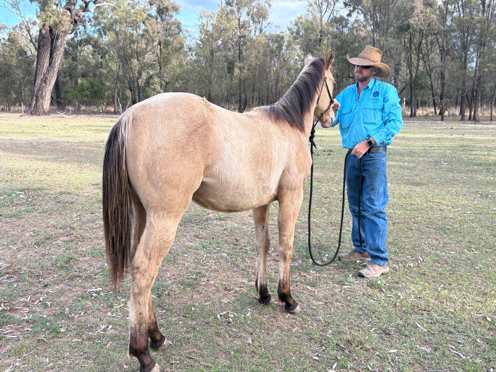 Yearling Dunskin PHAA Filly — photo 2 of 5