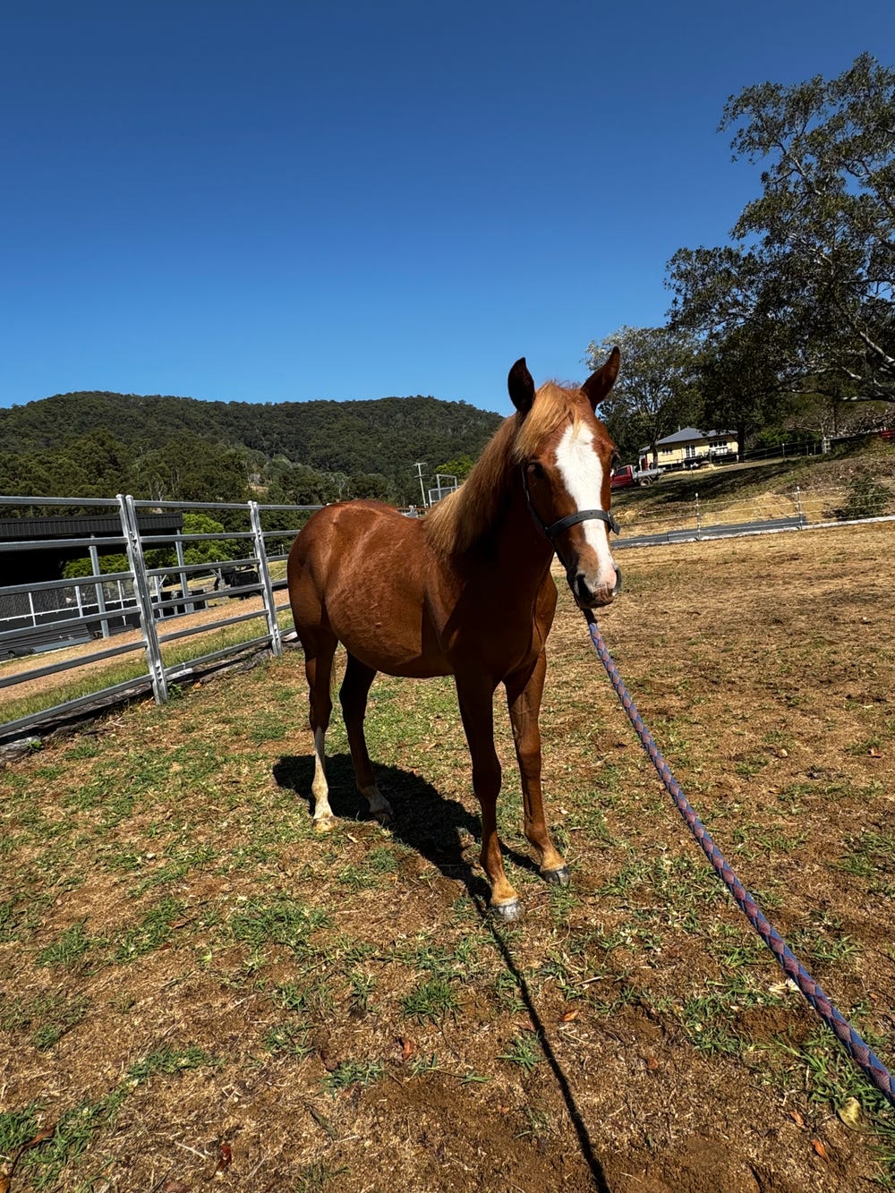 Registered QH Yearling Filly — photo 2 of 3