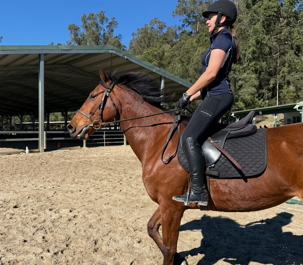 Cassie Belcam 9 yo Warmblood mare