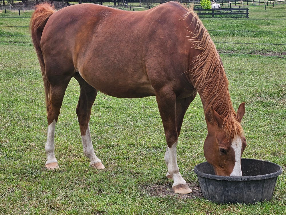 Blingy, Well Educated Gelding — photo 2 of 3