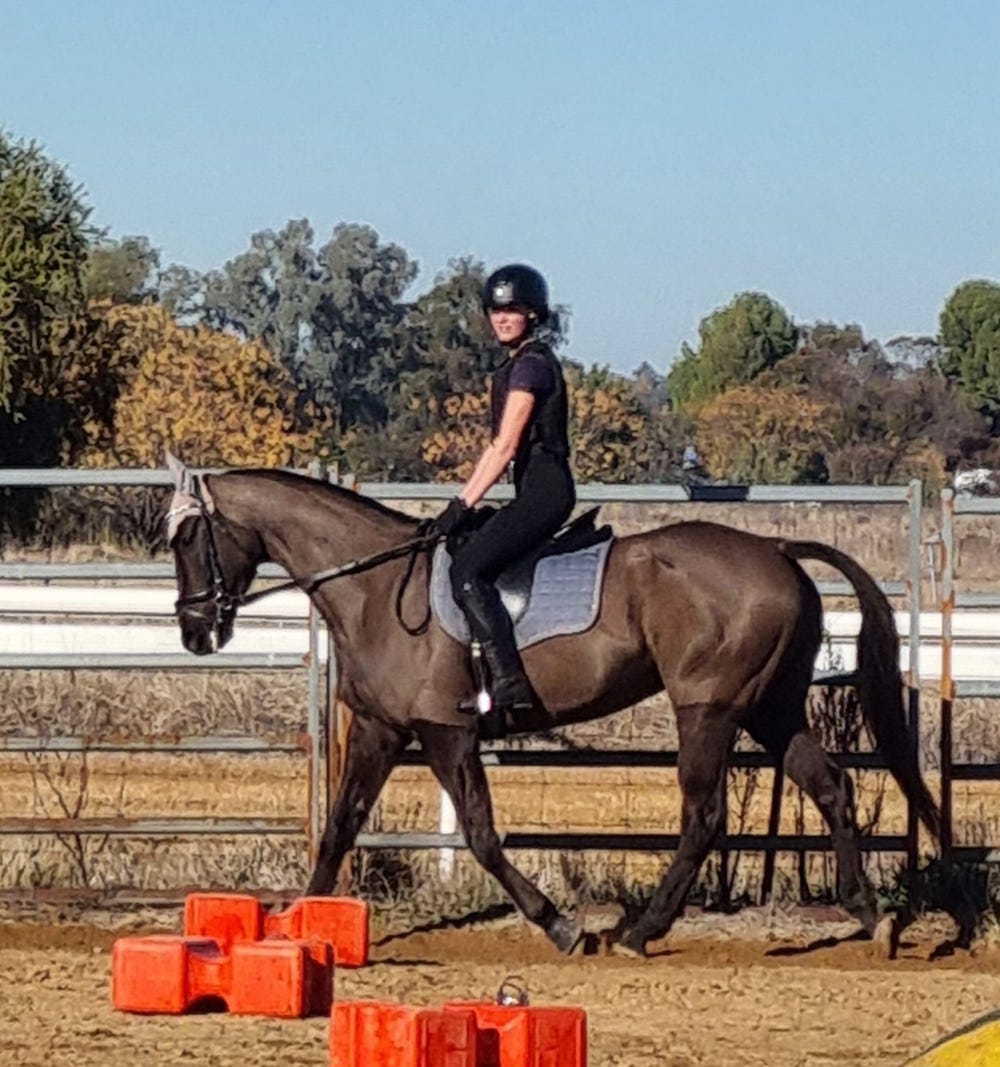 Argie Bargie TB Gelding — photo 2 of 3