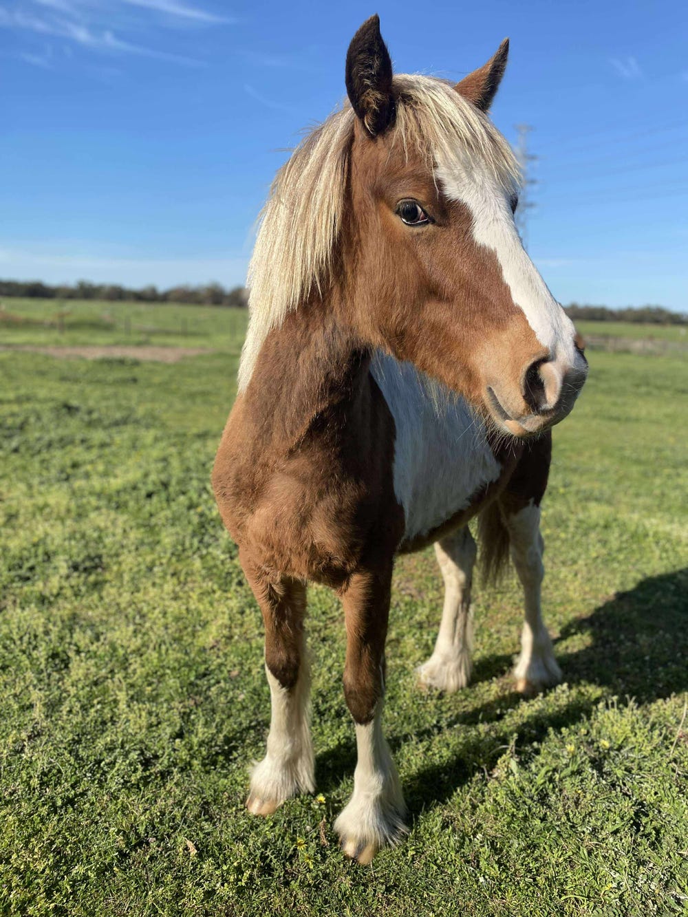 Gypsy Cob x welsh C yearling — photo 2 of 3