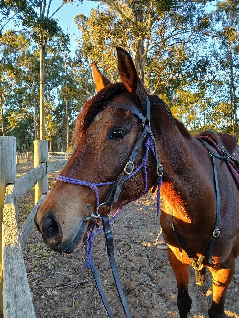 Lovely natured mare — photo 2 of 3