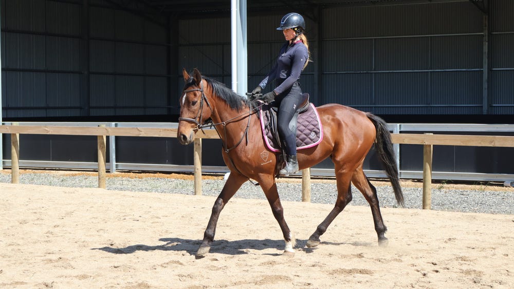 Sane and sensible gelding — photo 3 of 3