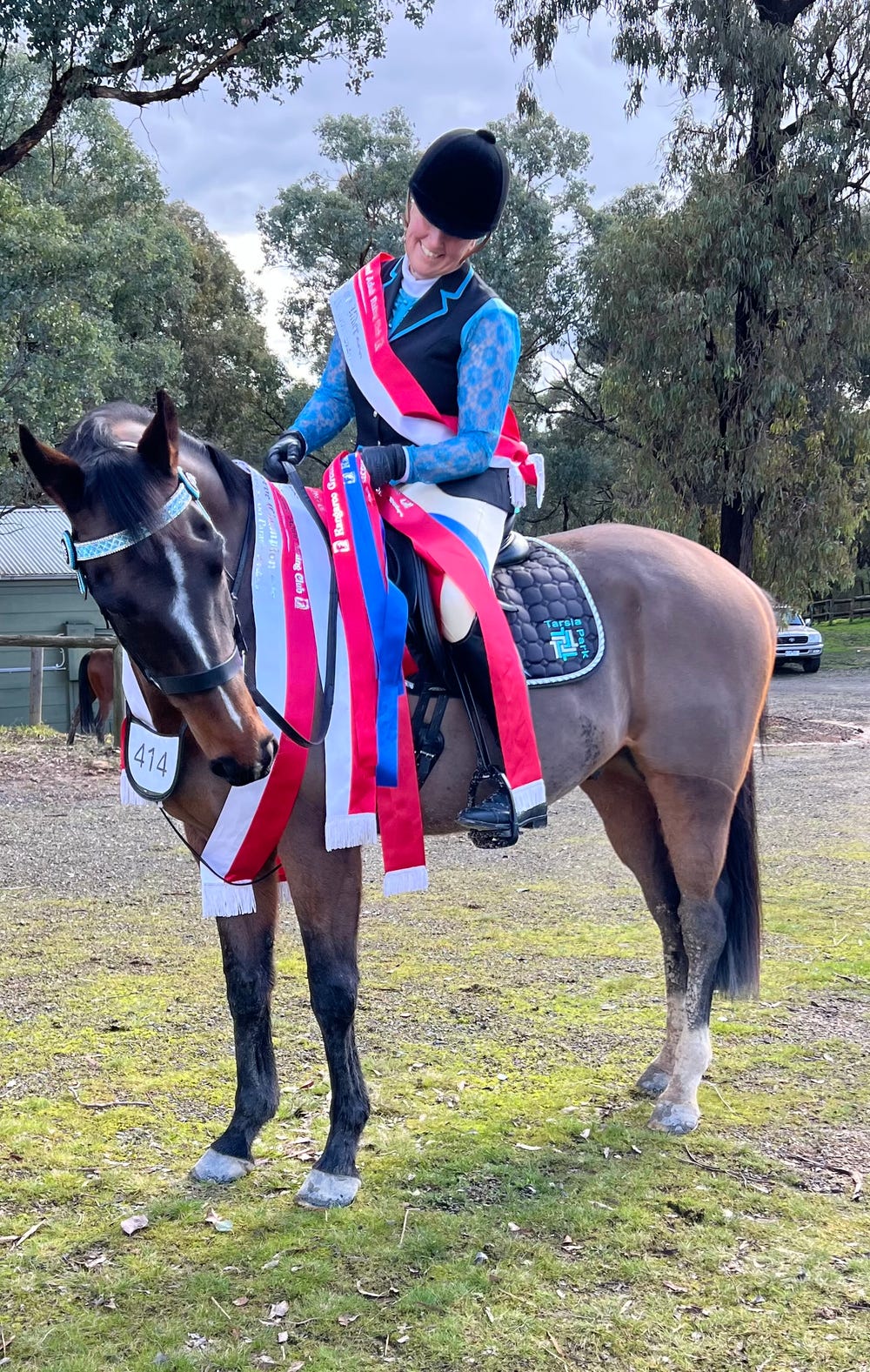 Laundy – 16.2hh 2016 Thoroughbred Gelding — photo 3 of 4