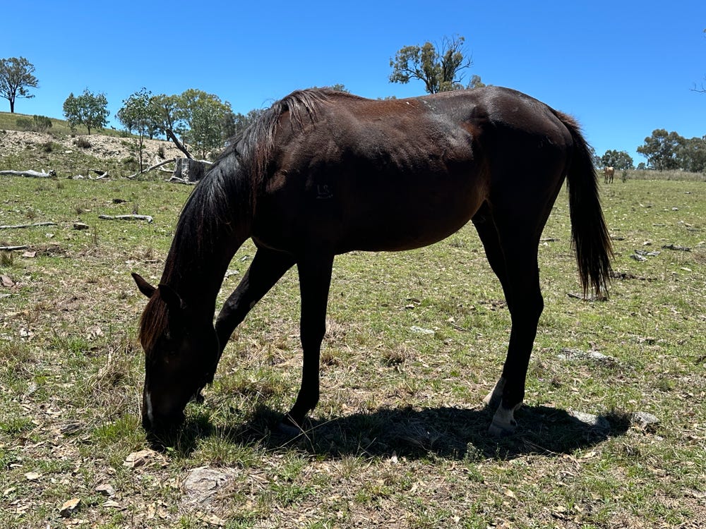 Beautiful Colt — photo 2 of 2
