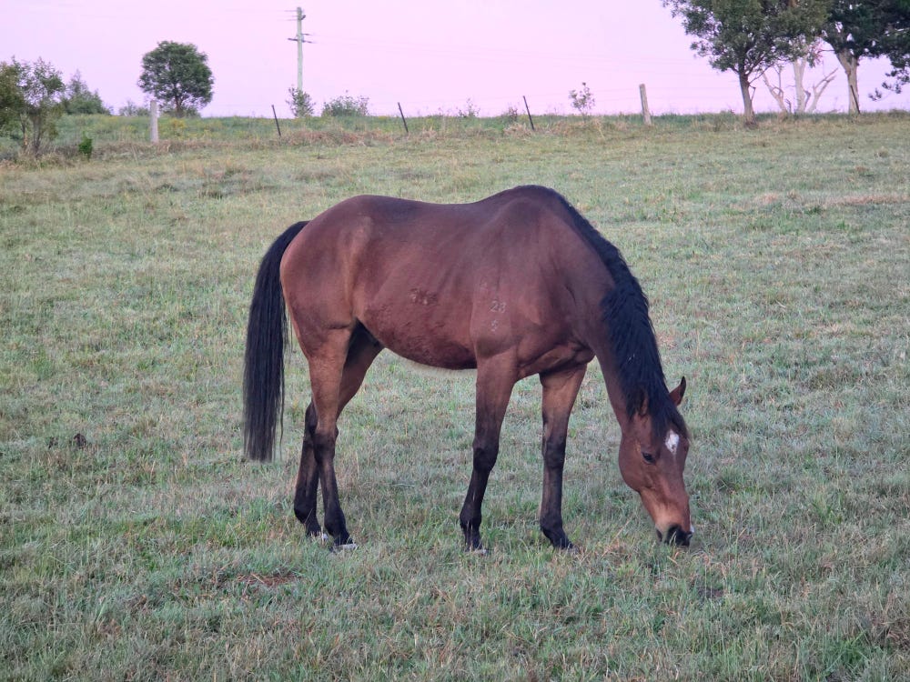 Bay Thoroughbred Gelding — photo 2 of 3