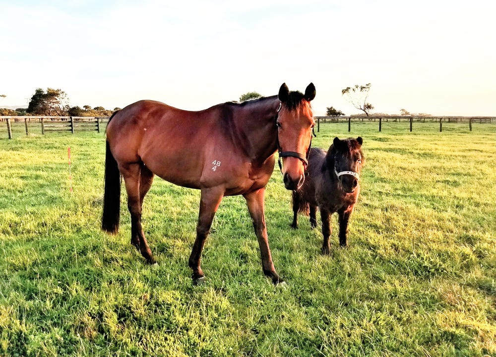 Retired TB - great jumper — photo 2 of 4