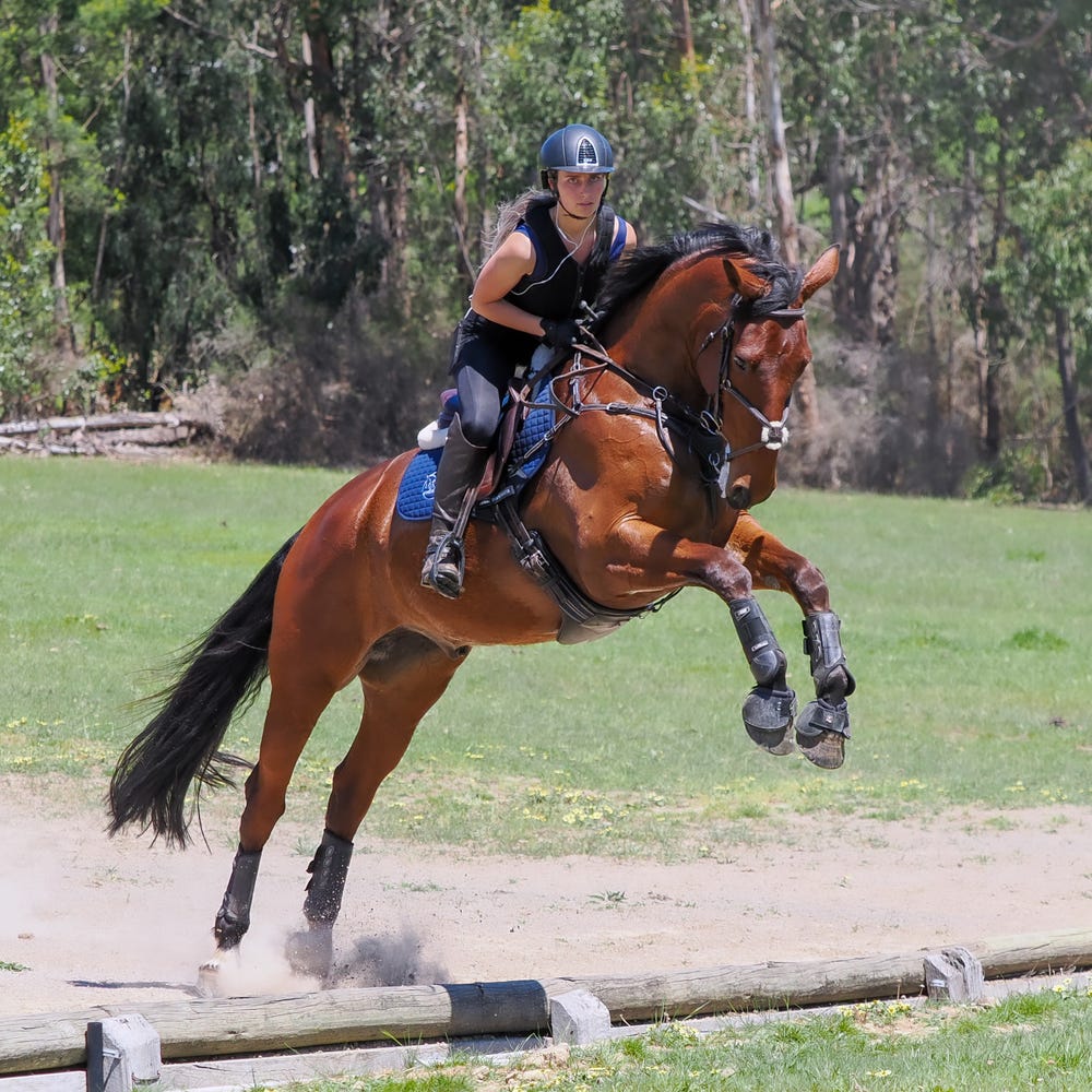 Stunning big solid warmblood for sale — photo 2 of 5