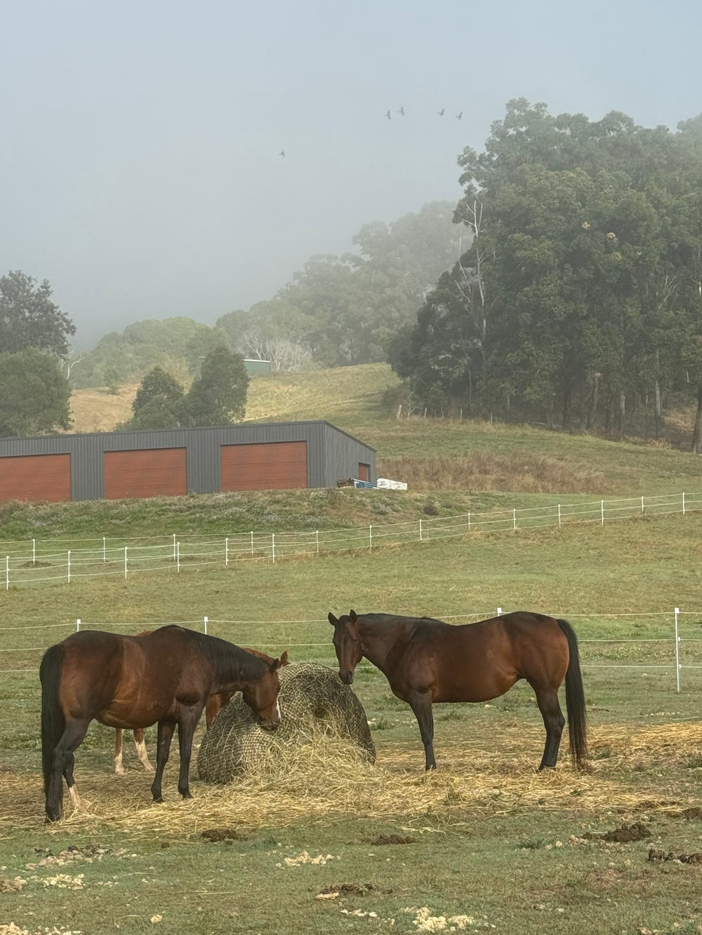 Quarter horse Broodmare — photo 2 of 4