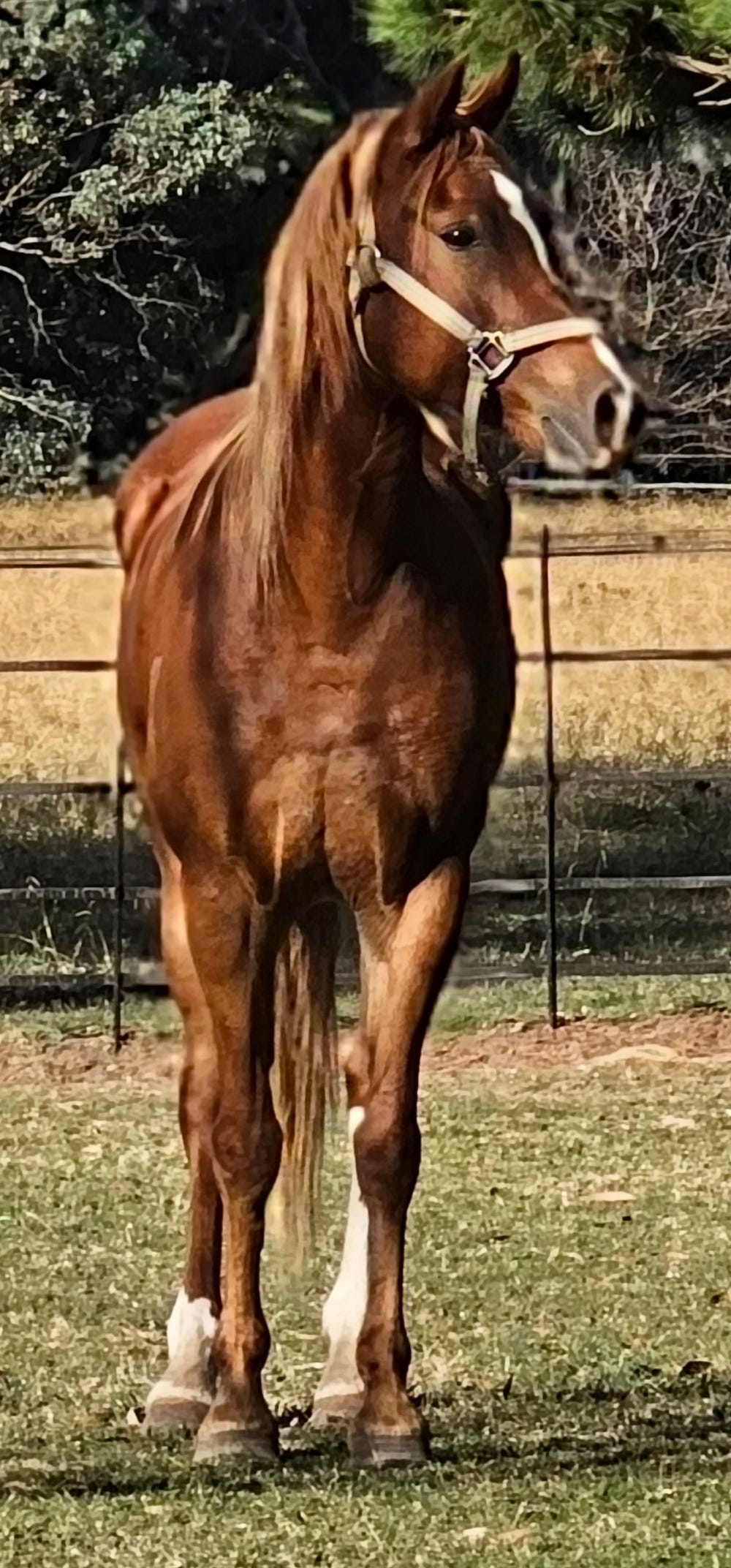 Stunning Welsh x Mare In Foal — photo 2 of 3