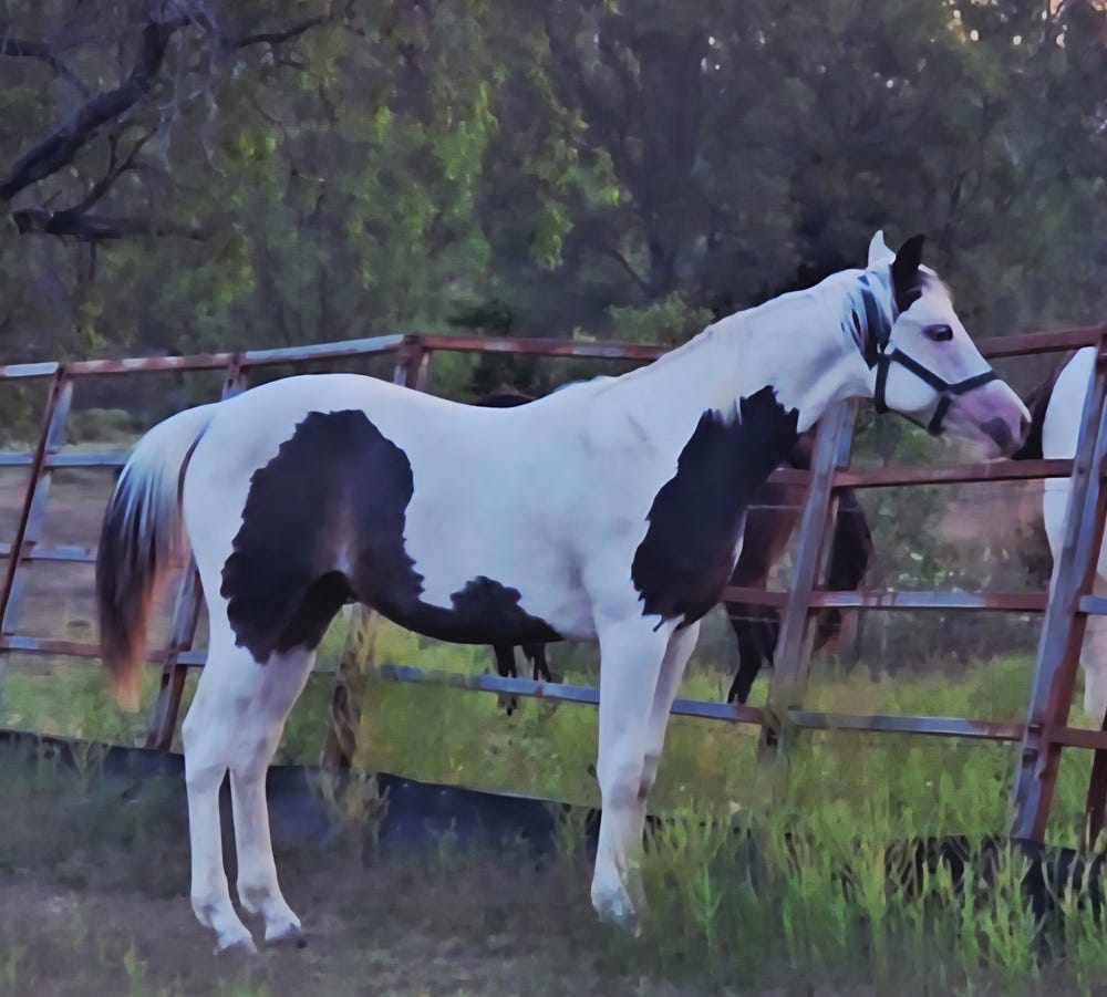 Quality Show/Performance Colt — photo 2 of 3