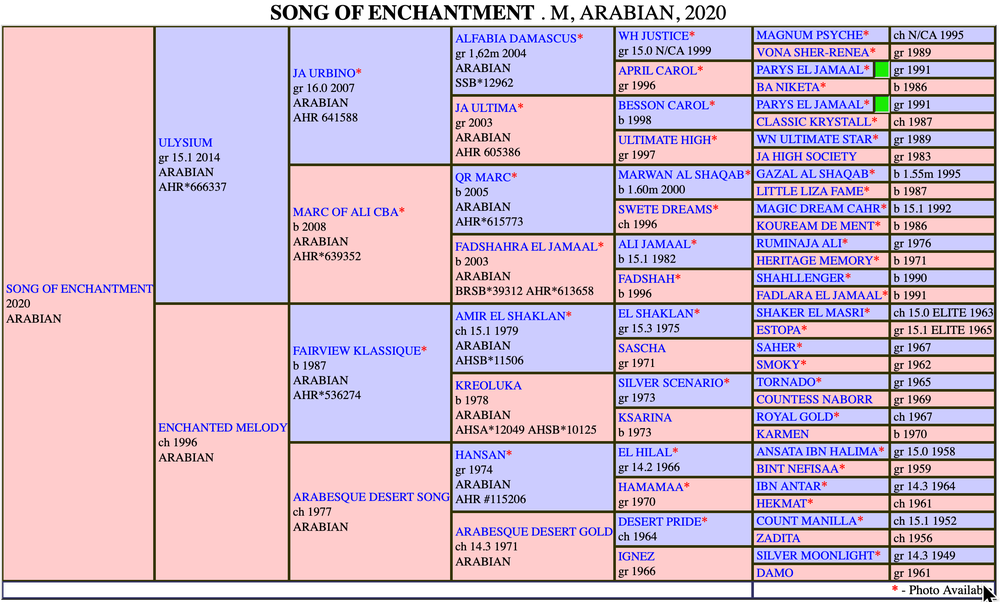 Song of Enchantment - purebred Arabian mare (Sire: Ulysium) — photo 2 of 5