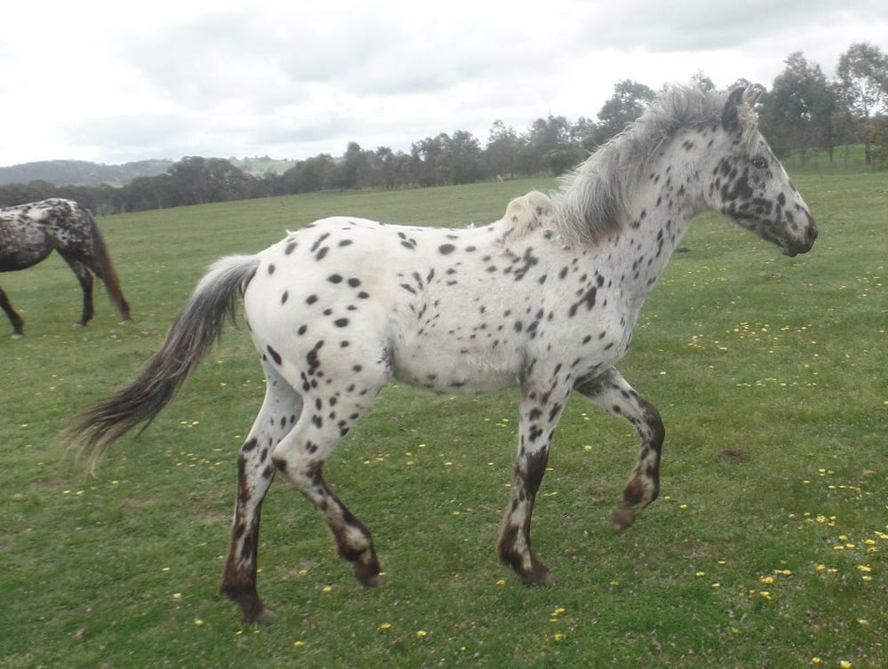 Friesian x Black Leopard Colt — photo 2 of 3