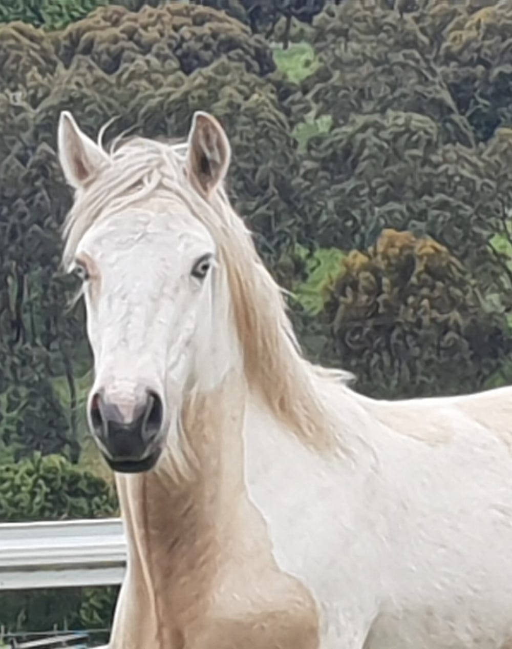 Stunning blue eyed gypsy cob — photo 3 of 3