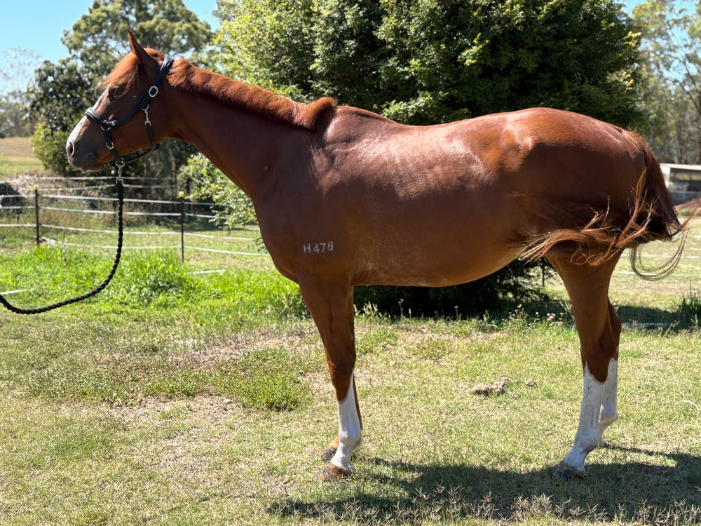 Blingy Chestnut Gelding — photo 2 of 3
