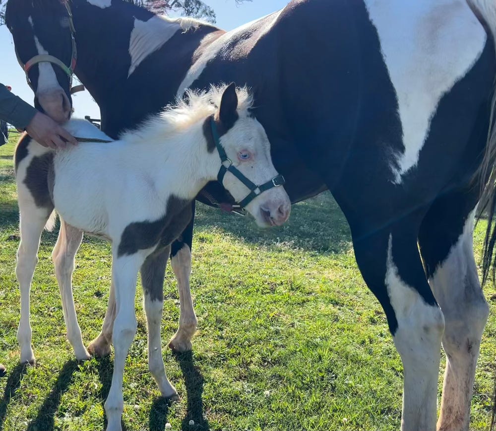 Orion the Paint Colt — photo 2 of 5