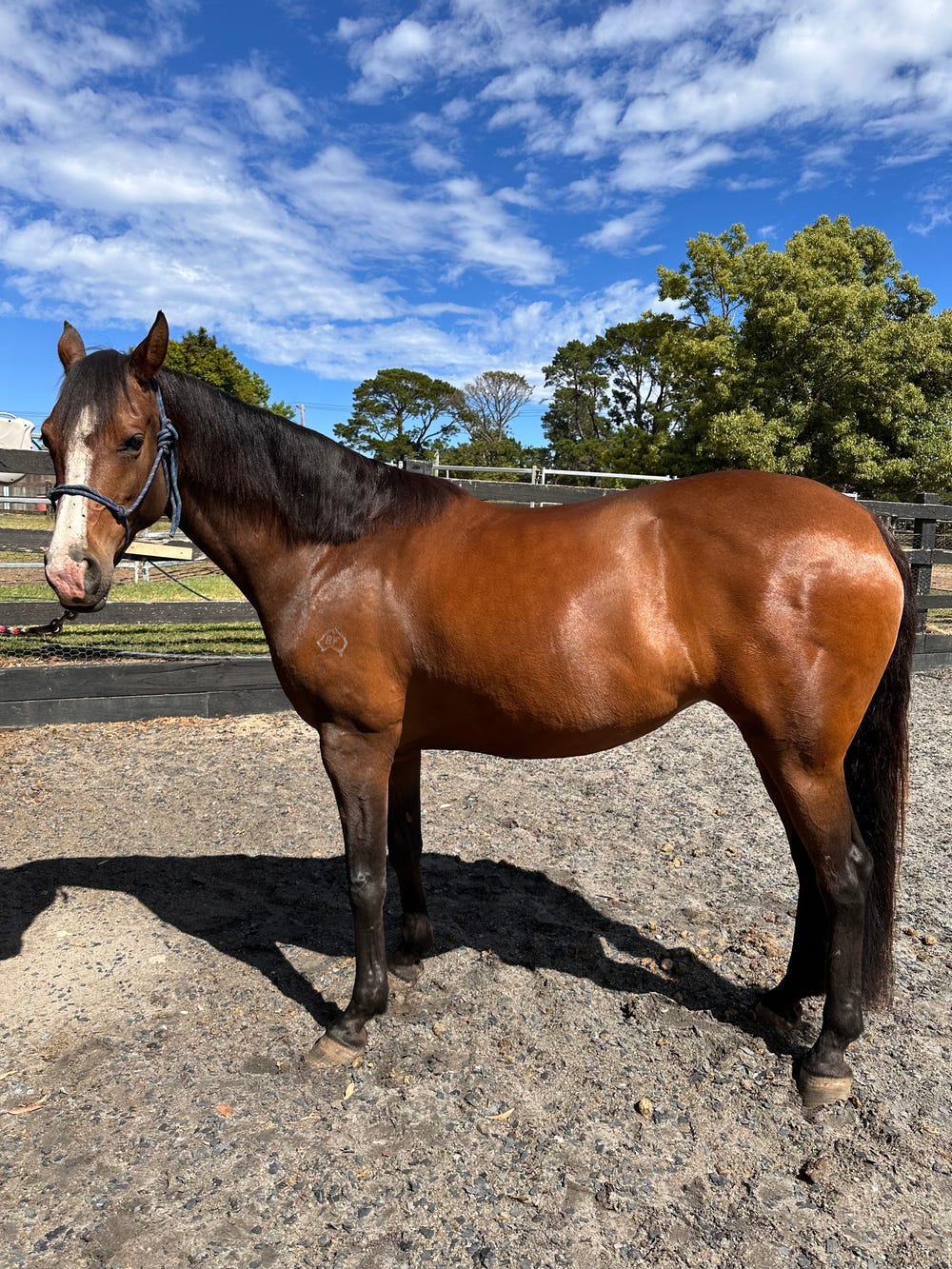 Bloomfield Vanika Striking WB Mare (Without the WB drama!) — photo 2 of 5
