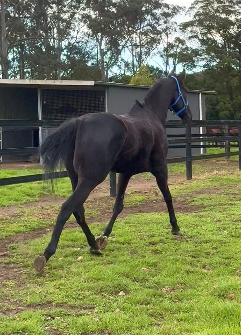 Elegant Black Gelding — photo 2 of 3