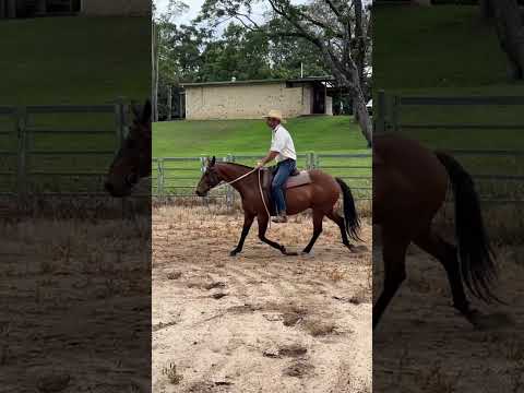 ASH Gelding - Registered Heritage Stock Horse — photo 2 of 2