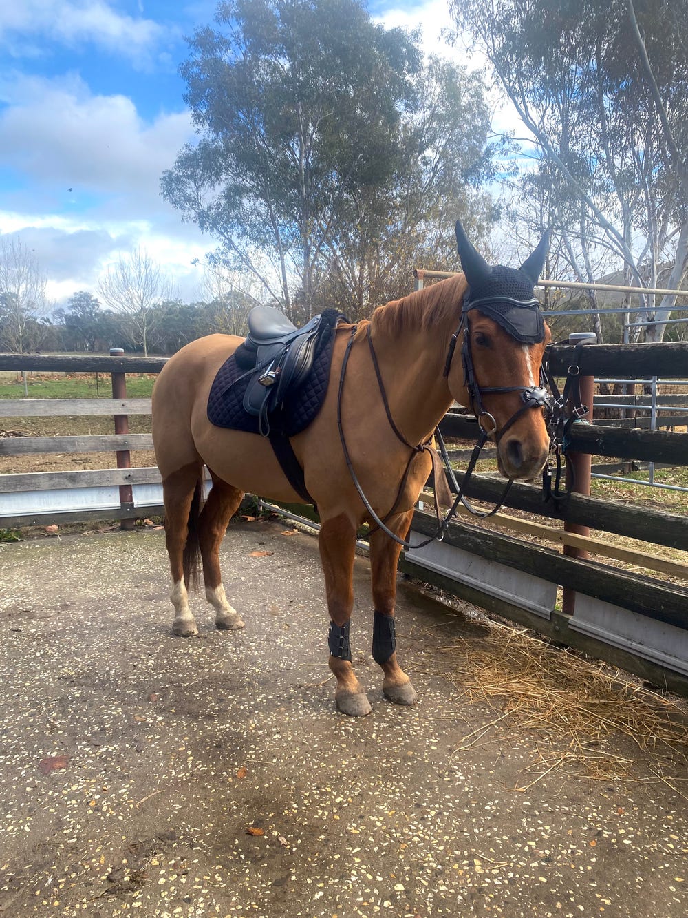 Allrounder Gelding — photo 2 of 5