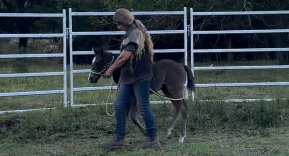 Stunning Black & White Paint Mare and Foal – 7yo PHAA — photo 2 of 5