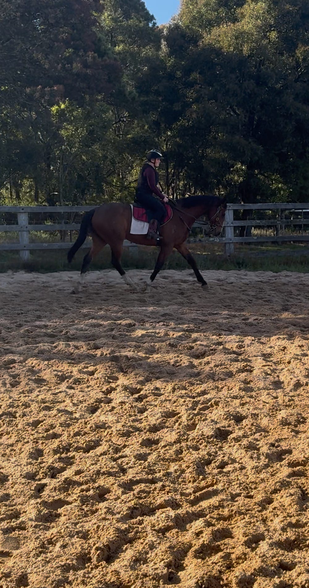 PERFECT FIRST OTTB — photo 2 of 5