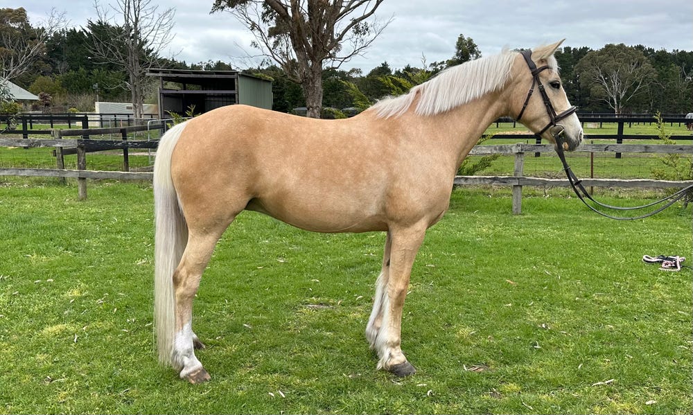 Stunning show or breeding prospect — photo 3 of 5