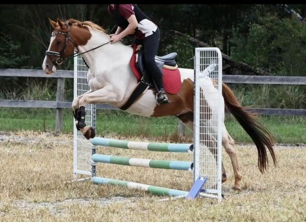 Beautiful Paint Gelding — photo 3 of 5
