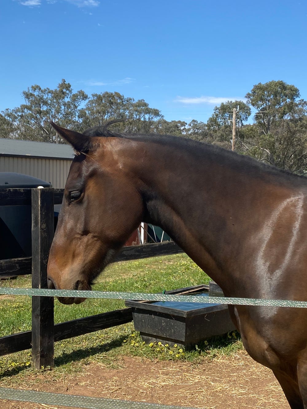 Friesian x TB Bay Mare — photo 3 of 3