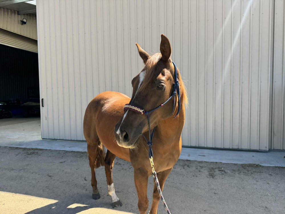 QH Mare | Versatile Performance Prospect — photo 2 of 3