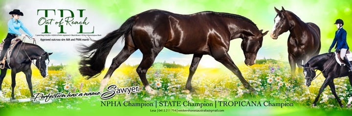 Registered QH mare in foal — photo 3 of 3